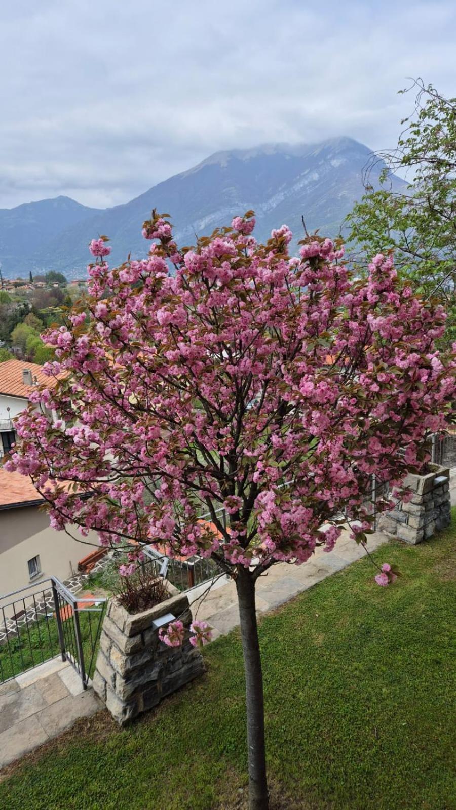 Villa Primula Bellagio Exterior foto
